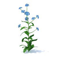 Woodland Forget-me-not 3D Model