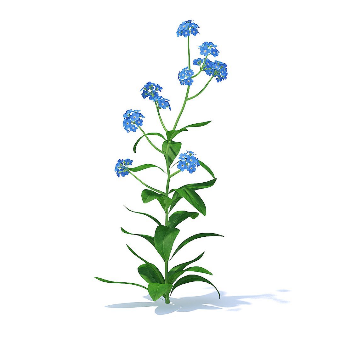 3D woodland forget-me-not https://p.turbosquid.com/ts-thumb/cE/Qme5I8/k02s8Rid/cgaxis_models_91_51b/jpg/1511955132/1920x1080/fit_q87/05a0dc019b0803776231359b51bfe18458f7059d/cgaxis_models_91_51b.jpg