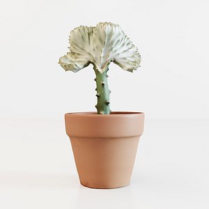 3D corona coral cactus