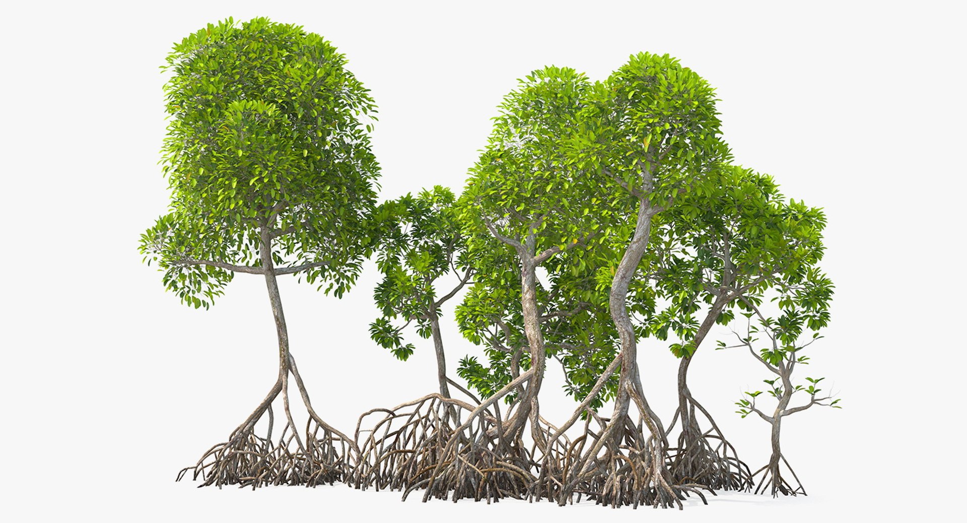 Mangrove Tree Shrub 3D model preview