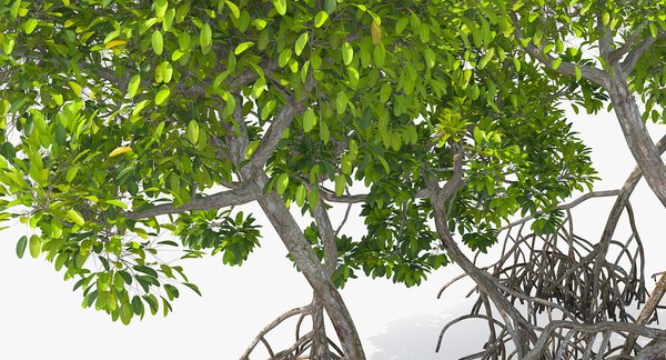 Mangrove tree shrub 3D model - TurboSquid 1400530