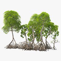Mangrove Tree Shrub
