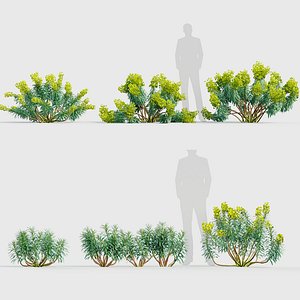 Euphorbia characias Mediterranean spurge 01 3D model 3D model