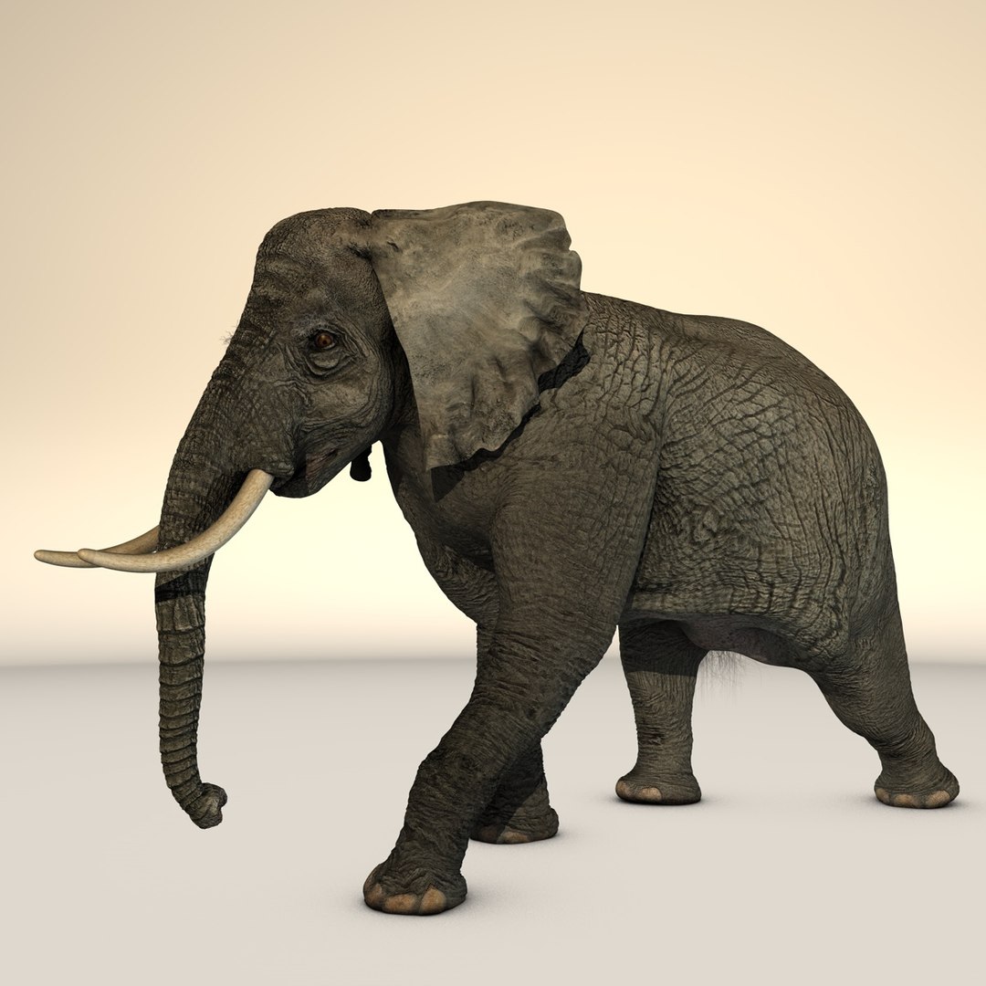 rigged african elephant 3d c4d https://p.turbosquid.com/ts-thumb/cF/0IbfzI/1em56WO6/africanelephant_8/jpg/1374819907/1920x1080/fit_q87/f633fd24c9fa217772b4c0d9ac84bc90b4c3fbba/africanelephant_8.jpg