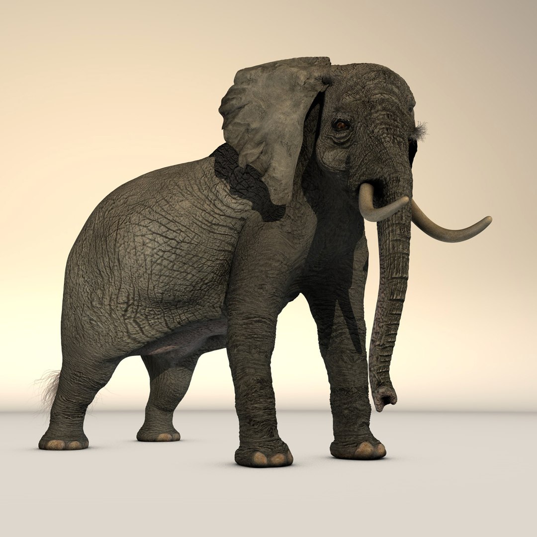 rigged african elephant 3d c4d https://p.turbosquid.com/ts-thumb/cF/0IbfzI/5fMGblhP/africanelephant_3/jpg/1375030195/1920x1080/fit_q87/ec56b2d86fae6ae4ce2b8f0c1b47fc3d54ea02b2/africanelephant_3.jpg