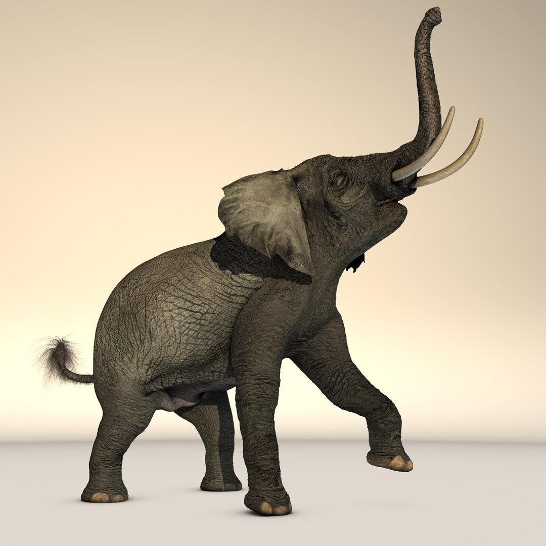 rigged african elephant 3d c4d https://p.turbosquid.com/ts-thumb/cF/0IbfzI/W6XmHtwS/africanelephant_7/jpg/1374861781/1920x1080/fit_q87/743636766ff3c212e4b73913fbd81ba843c83820/africanelephant_7.jpg
