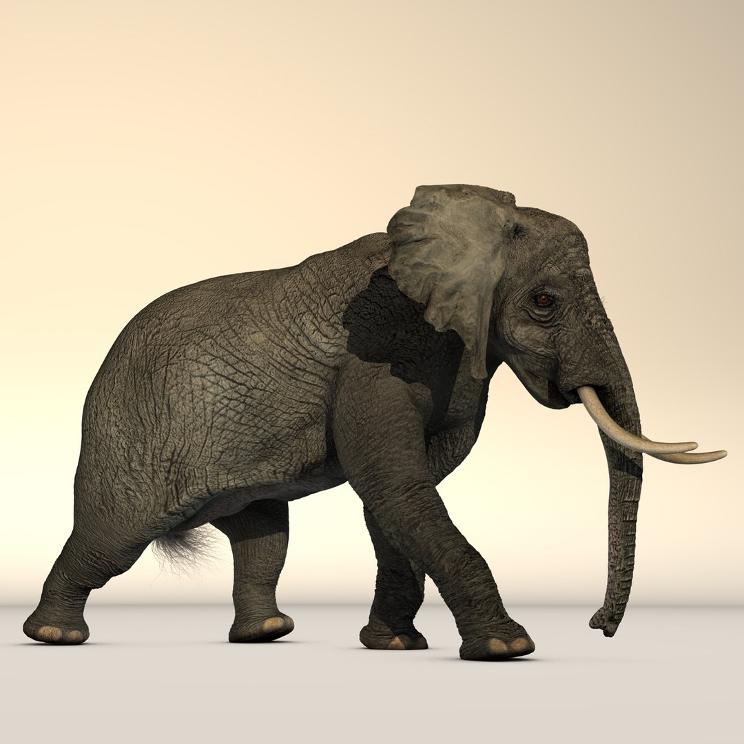rigged african elephant 3d c4d https://p.turbosquid.com/ts-thumb/cF/0IbfzI/vxklwqHW/africanelephant_1/jpg/1374819863/1920x1080/fit_q87/f34be07145bd11a9886f381ad6e6e6af77926e36/africanelephant_1.jpg