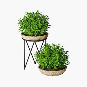 small plant pot 3D model