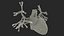 Womens Heart