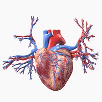 Womens Heart