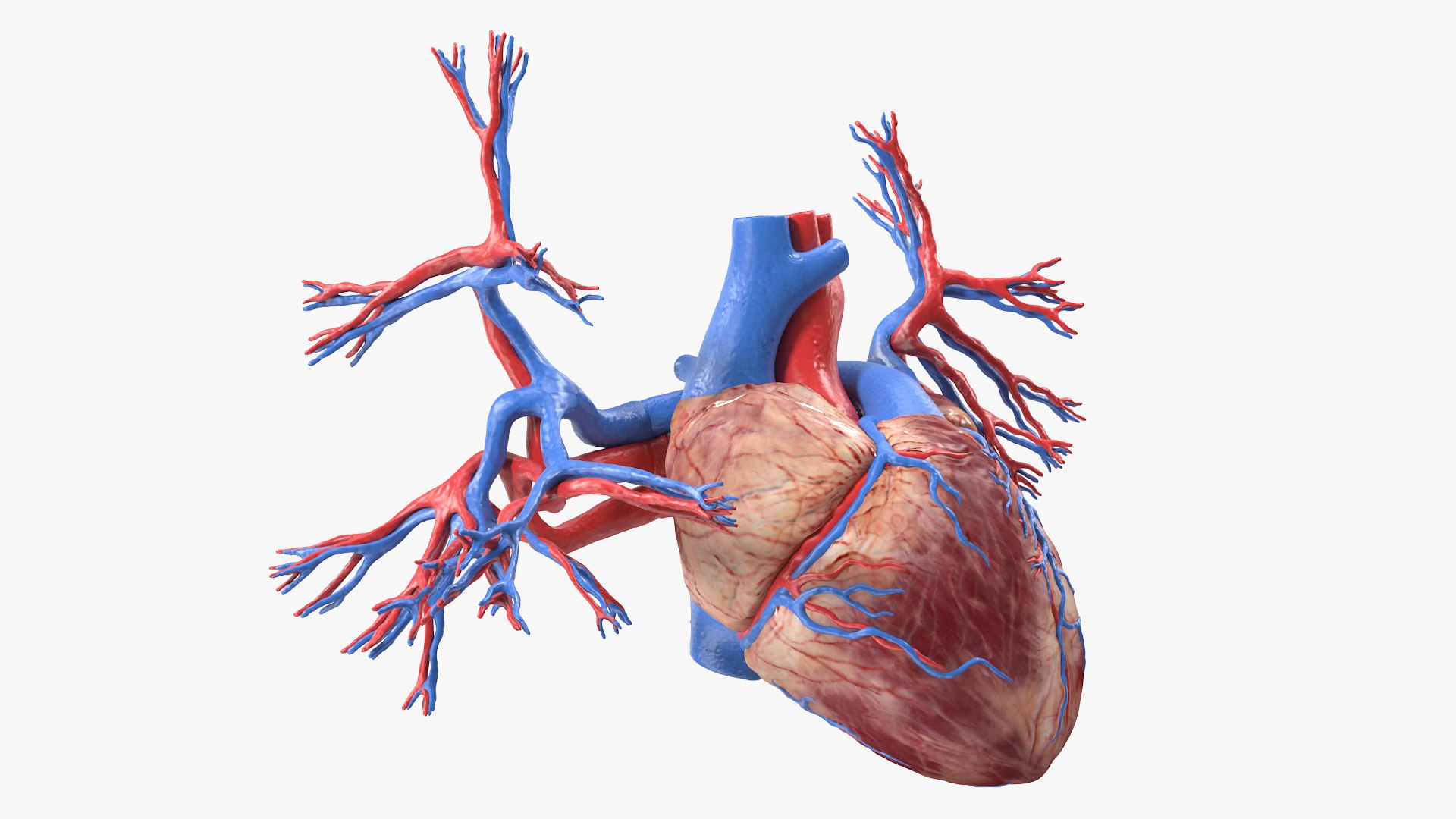 Womens Heart 3D model https://p.turbosquid.com/ts-thumb/cF/3RSf2q/MZ/female_heart_009/jpg/1776448622/1920x1080/fit_q87/69faf84112c3f0a499a6c1957d0d19adca184b97/female_heart_009.jpg
