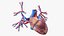 Womens Heart