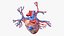 Womens Heart
