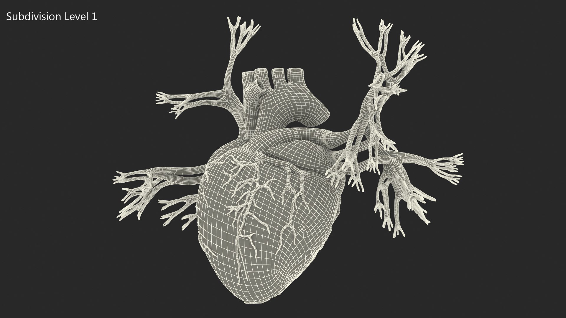 Womens Heart 3D model https://p.turbosquid.com/ts-thumb/cF/3RSf2q/Rk/female_heart_018/jpg/1776448669/1920x1080/fit_q87/cc4e335eef7f02b6dfda81523cc32a142ff1e8f3/female_heart_018.jpg
