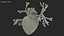 Womens Heart