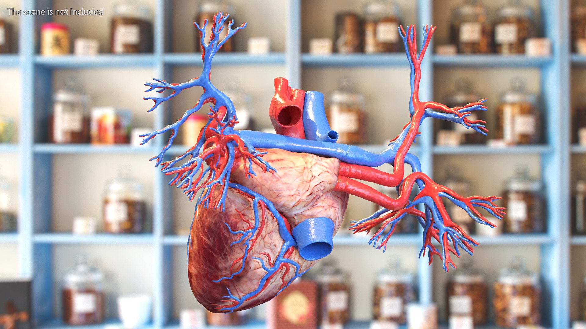 Womens Heart 3D model https://p.turbosquid.com/ts-thumb/cF/3RSf2q/bw/female_heart_003/jpg/1776448596/1920x1080/fit_q87/2389e1613ef3f2b7d4c1c123e5d0f33e882fefd5/female_heart_003.jpg