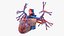 Womens Heart