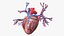 Womens Heart