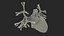 Womens Heart