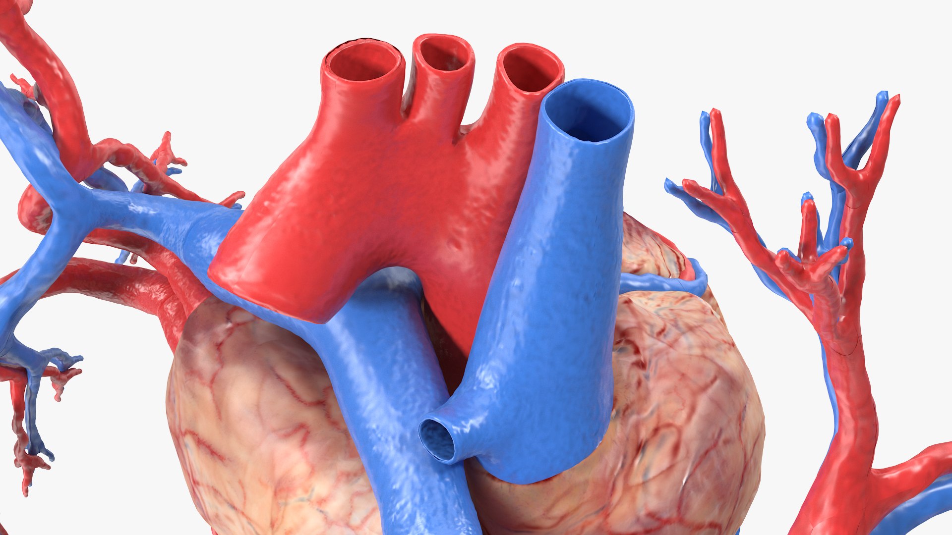 Womens Heart 3D model https://p.turbosquid.com/ts-thumb/cF/3RSf2q/qD/female_heart_013/jpg/1776448642/1920x1080/fit_q87/e0313bfdff9d7c33c9ae4f1300a2a23ed2dc797c/female_heart_013.jpg
