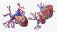Womens Heart