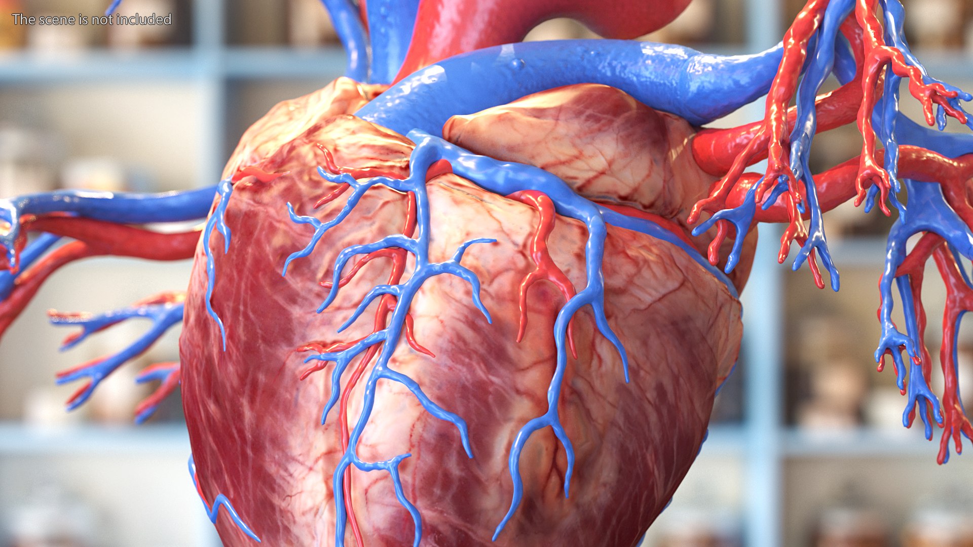 Womens Heart 3D model https://p.turbosquid.com/ts-thumb/cF/3RSf2q/wF/female_heart_005/jpg/1776448605/1920x1080/fit_q87/0a44d495fb63cbb7a17b91ccc009952a4becbbca/female_heart_005.jpg