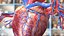 Womens Heart