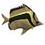 fish4