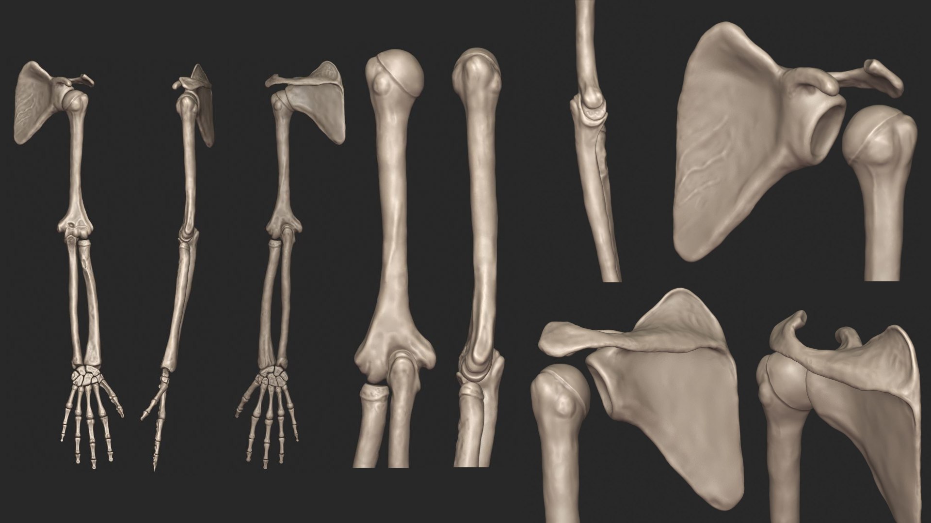 3d Skeletal Arm Science Anatomy Bone - Turbosquid 1451974