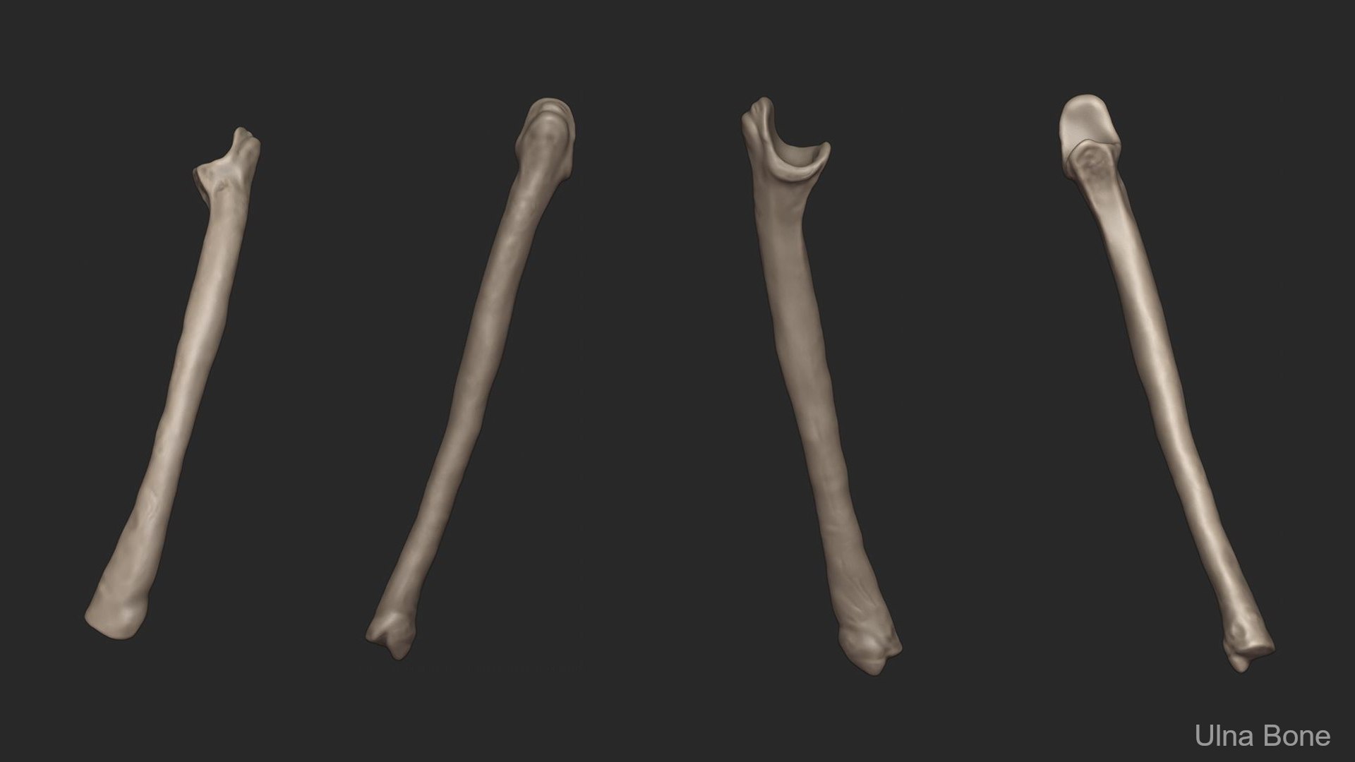 3D Skeletal Arm Science Anatomy Bone - TurboSquid 1451974