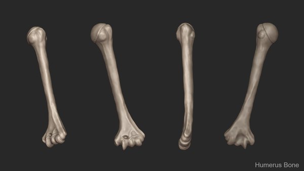 3D skeletal arm science anatomy bone - TurboSquid 1451974