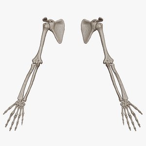3D skeletal arm science anatomy bone