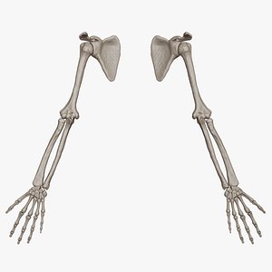 Human Arm Bones (High Poly Model)