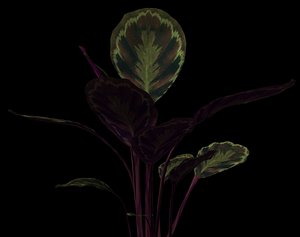 3d model plant petals stem