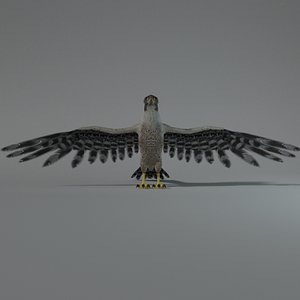Falcon