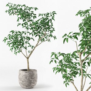 pot tree 3D model