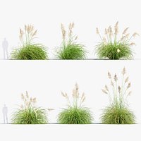 Cortaderia selloana Pampas grass 03