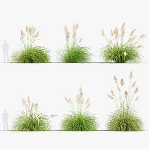 Cortaderia selloana Pampas grass 03