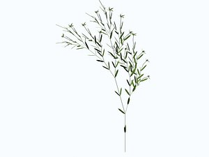 plants 3d model