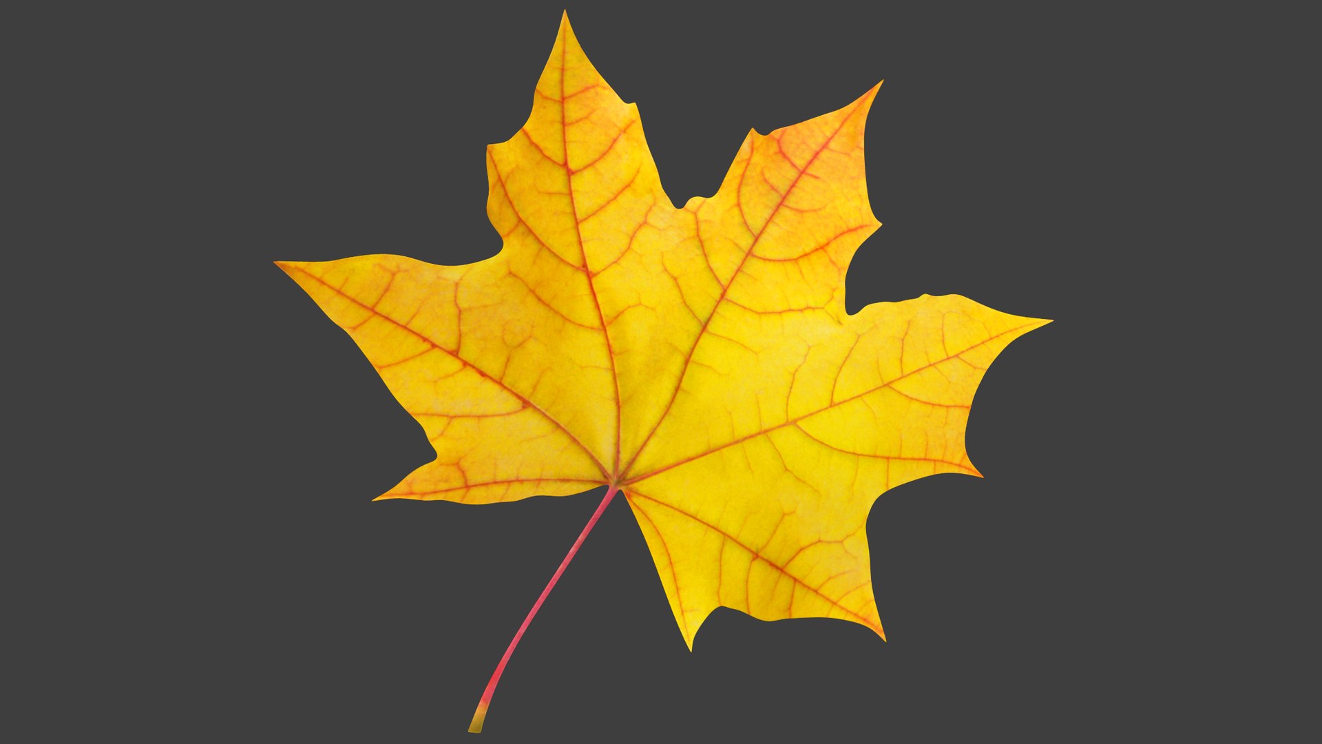 3D Maple Leaf V2 https://p.turbosquid.com/ts-thumb/cF/vZky46/2C/ml2_002/png/1631153605/1920x1080/fit_q87/6701a1161f1ef22cdfe185bc185cb794d6cccc78/ml2_002.jpg