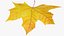 3D Maple Leaf V2