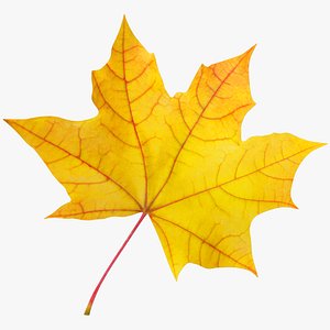 Maple Leaf V2