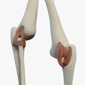 Elbow Ligaments 3D model