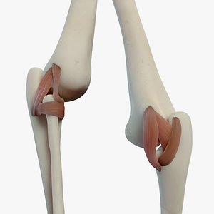 Elbow Ligaments