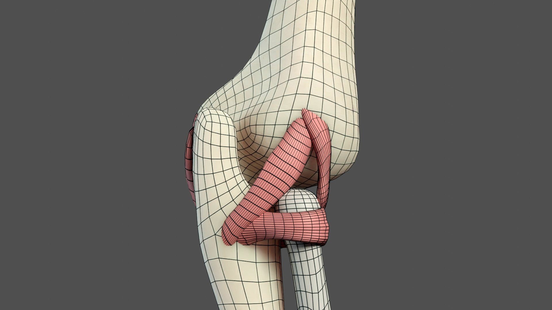 Elbow Ligaments 3D Model - TurboSquid 1839307