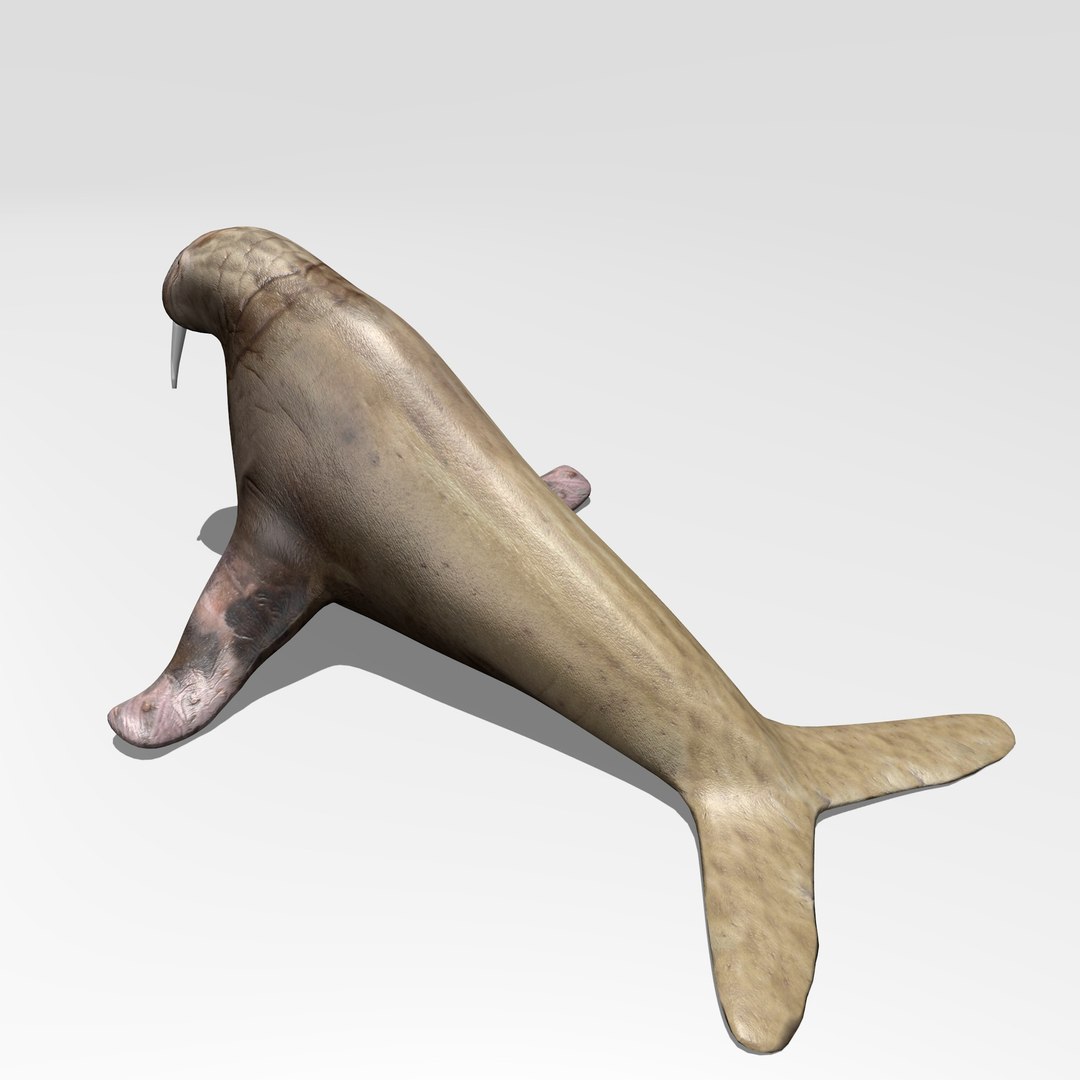3D Model Walrus - TurboSquid 1217907