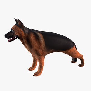 German shepherd