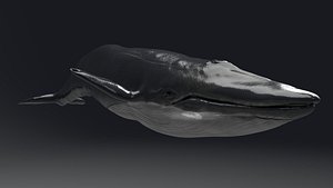 Blue Whale C4d Maya UNITY Unreal Engine 4 PAck