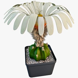 3d max ariocarpus scaphirostris cactus