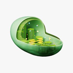 Chloroplast Cross Section Anatomy 3D model